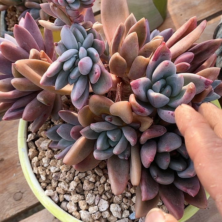 ?桃花运多肉植物31-3