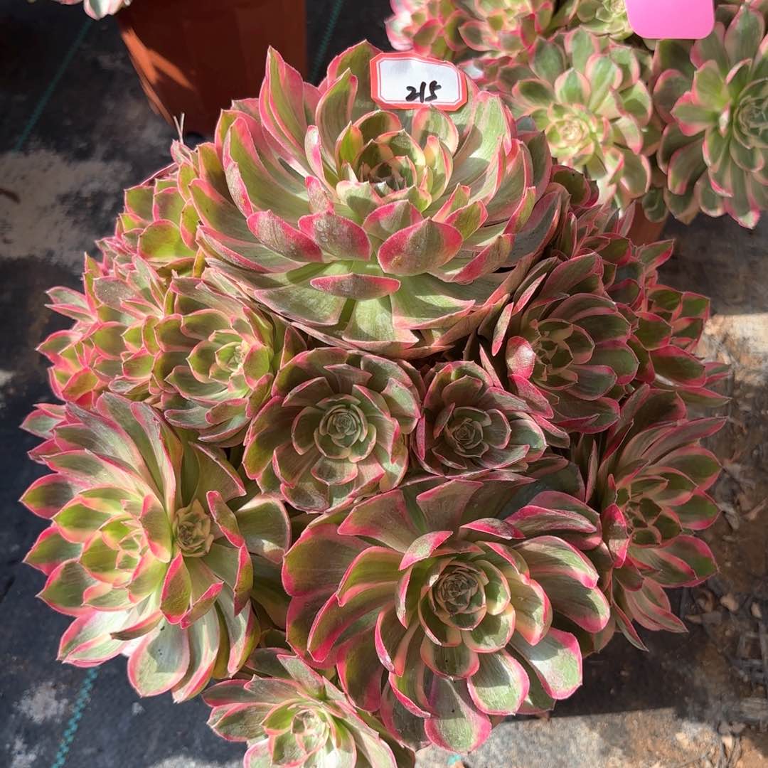 全部花朵琳**琳215云何多肉植物