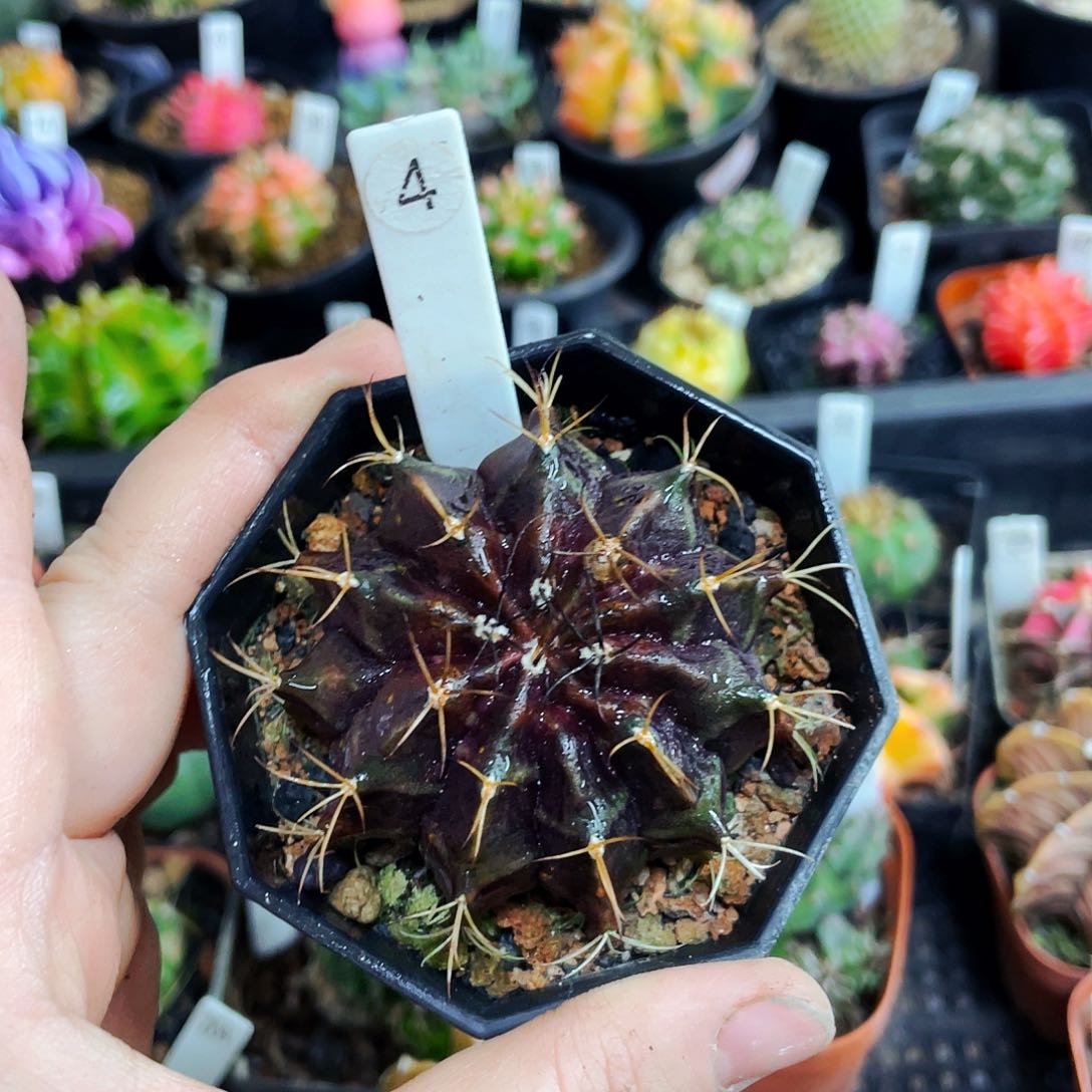 非偏远地区满25包邮仙人球