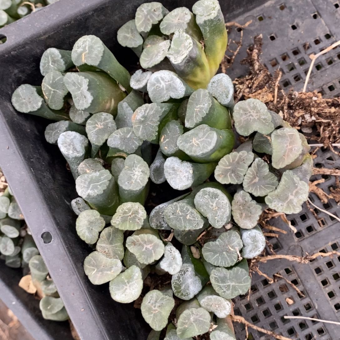 119 一颗实生大窗万象 巨无霸 超级福利