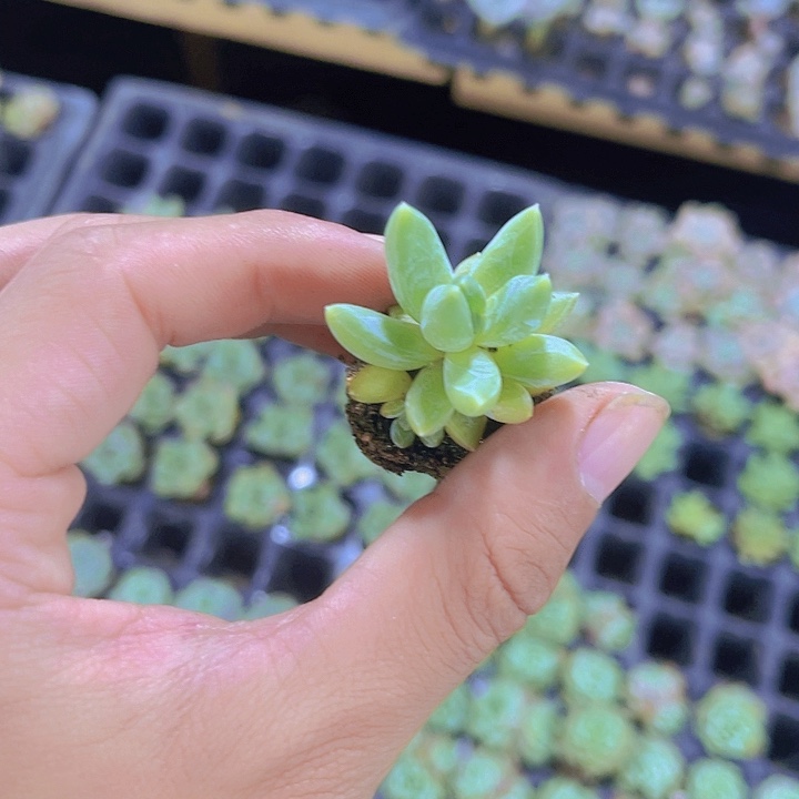 精品炫彩星多肉植物