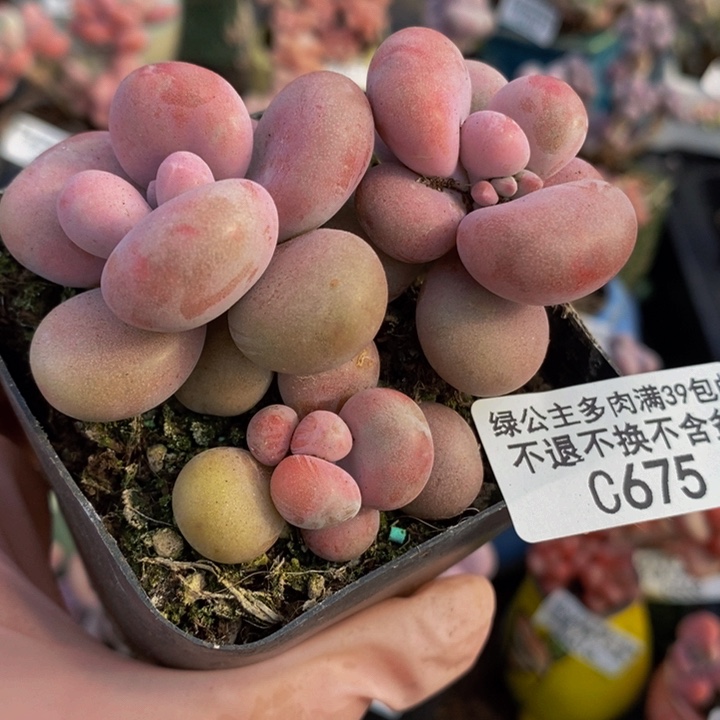 腰子桃蛋6cm675多肉植物