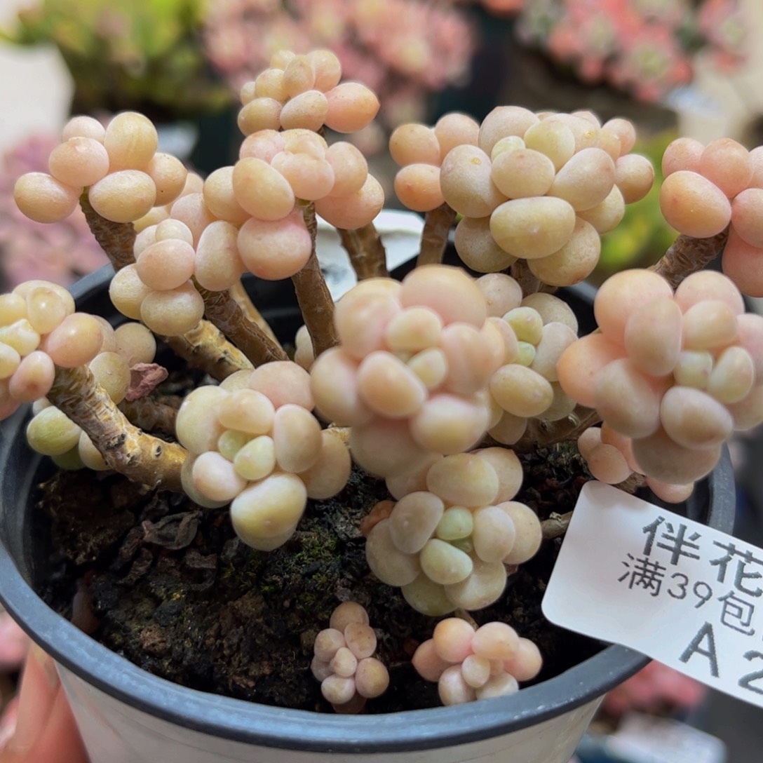 262/6cm鱼子酱多肉植物