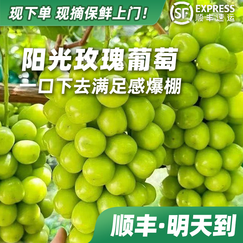 【今天下单·明天到】阳光玫瑰新鲜葡萄 颗粒饱满 现摘现发当季水晶葡萄顺丰快递上海市