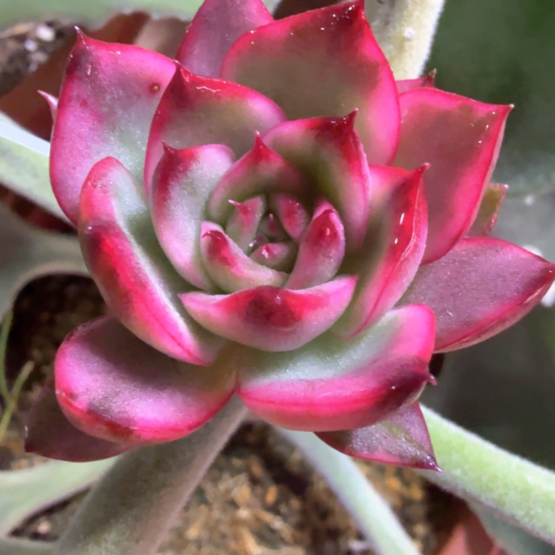 紫丽娜锦 多肉植物