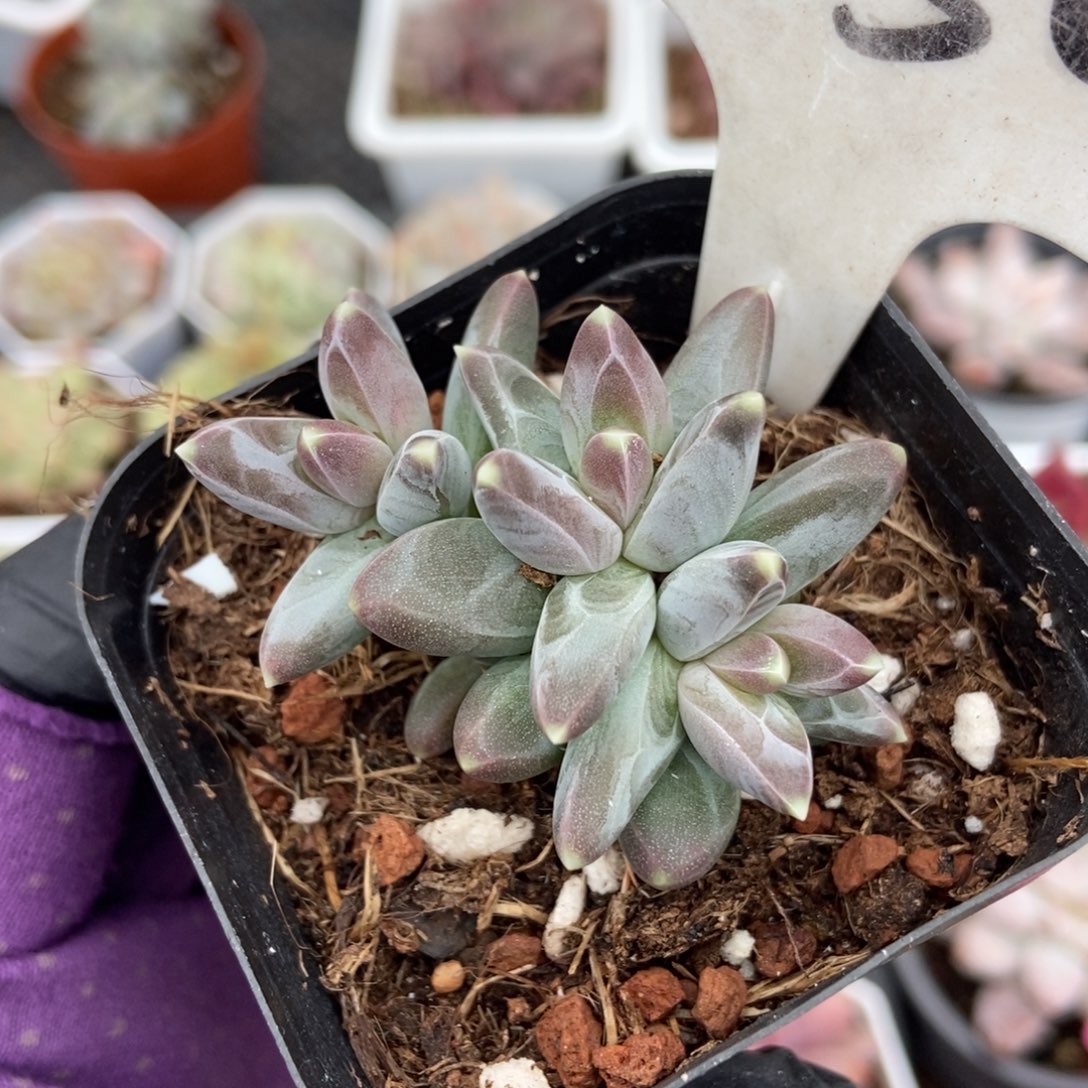 1050三色美人多肉植物