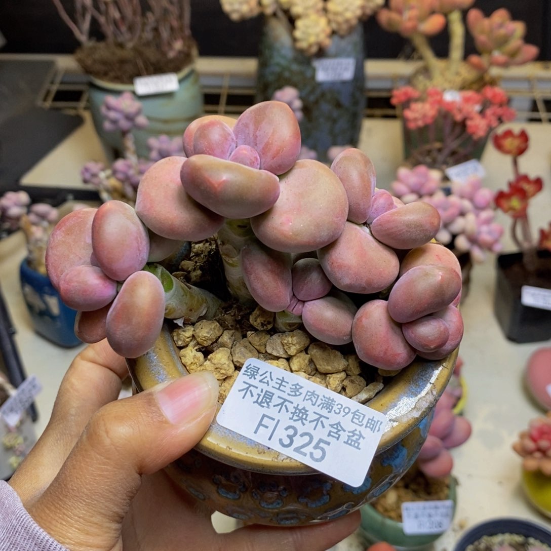 325芒果奶kk奶多肉8cm
