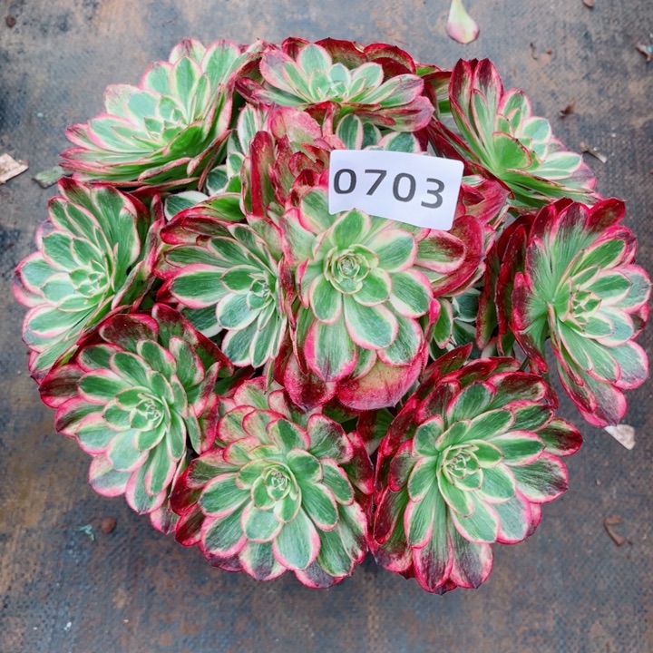 新品赤子心特价多肉