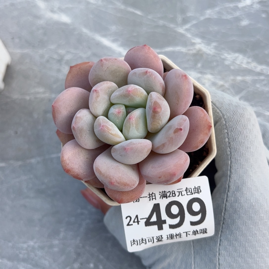 香橙多肉多肉多肉多肉