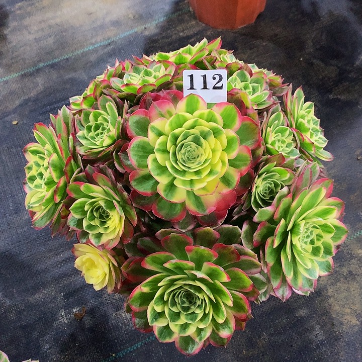 法师海仙112000000