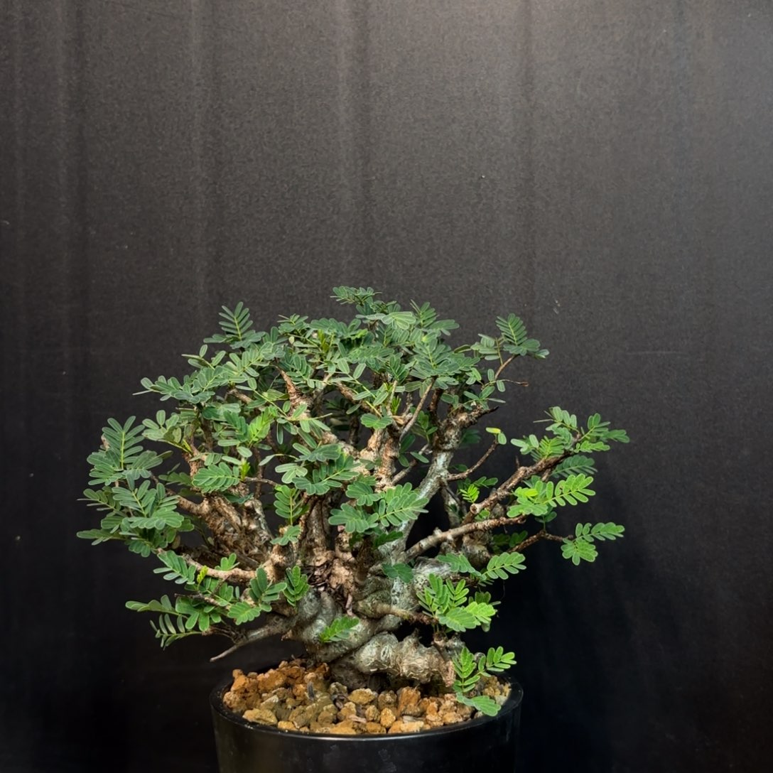 沙漠苏木带盆发货