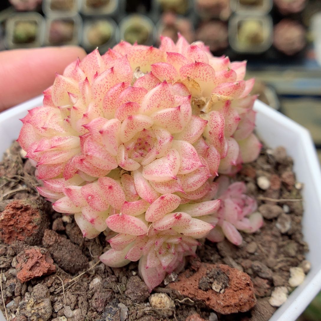 S136 ，20包邮两天凑单偏远不发货