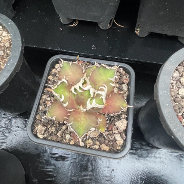 龙舌兰直播专用链接（高）多肉植物