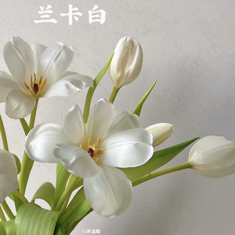 【兰卡白郁金香】郁金香需手动开花，0度以下必拍保温棉！