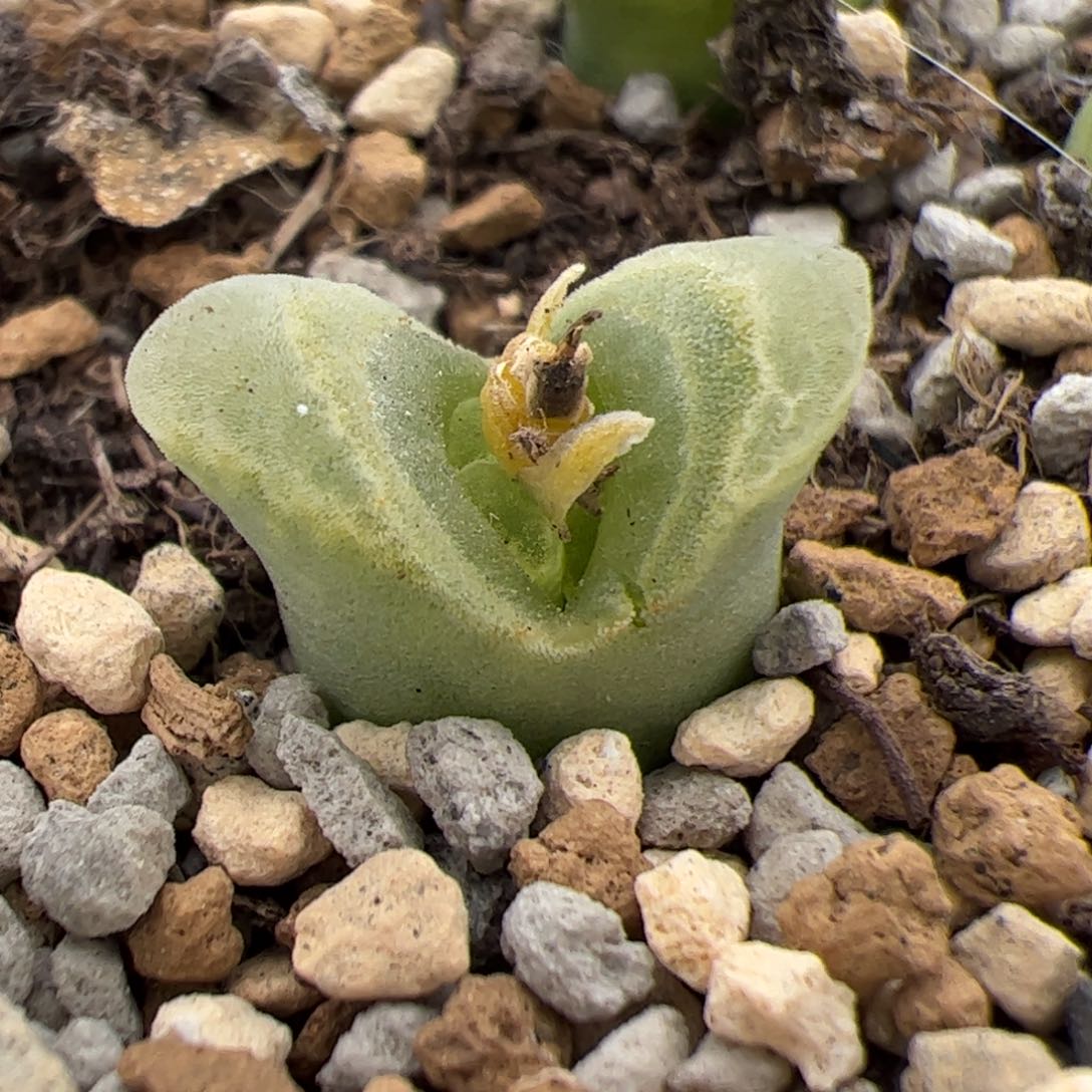 0262号冰风铃 多肉植物