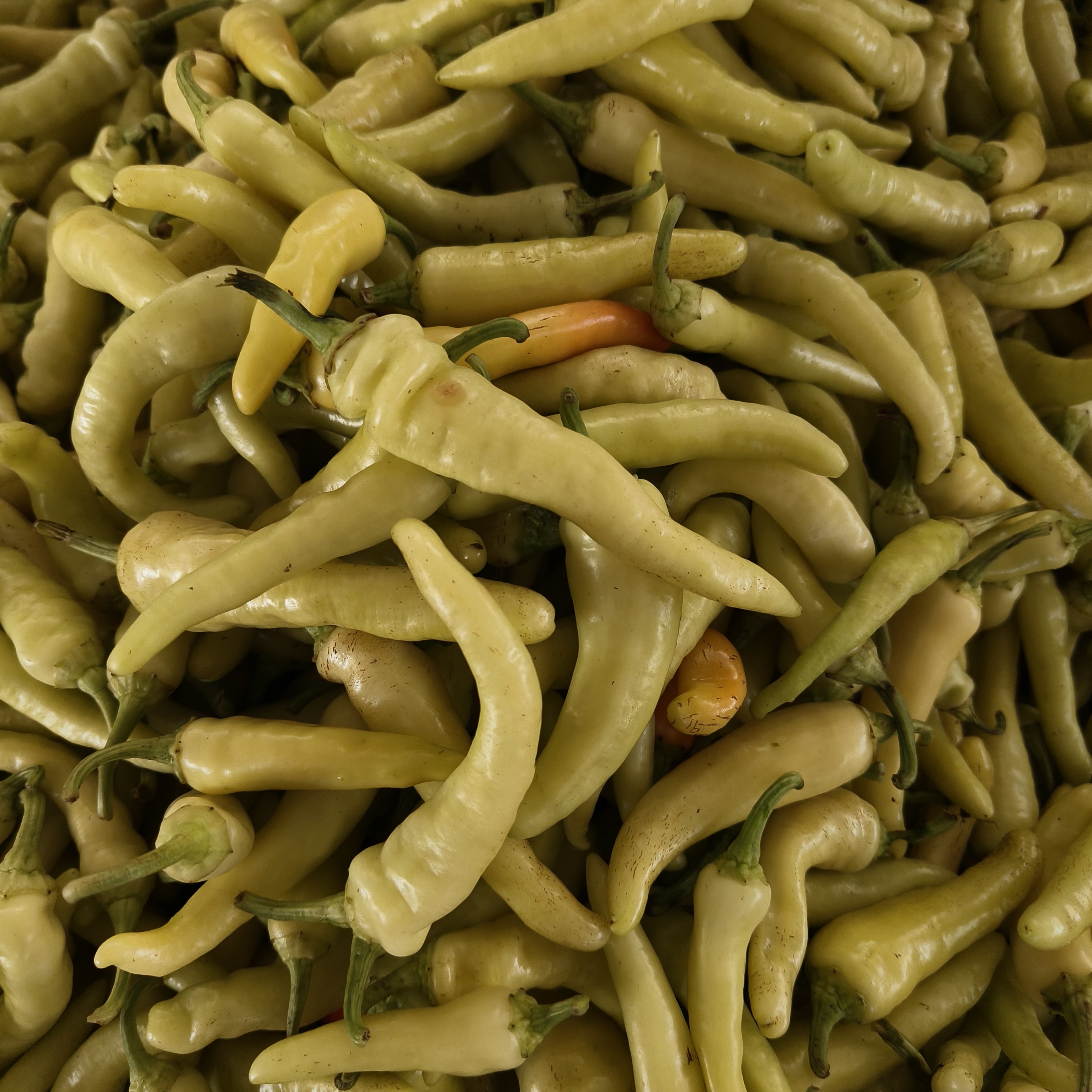 新鲜现摘特辣野山椒白米椒小米辣朝天椒可做泡椒