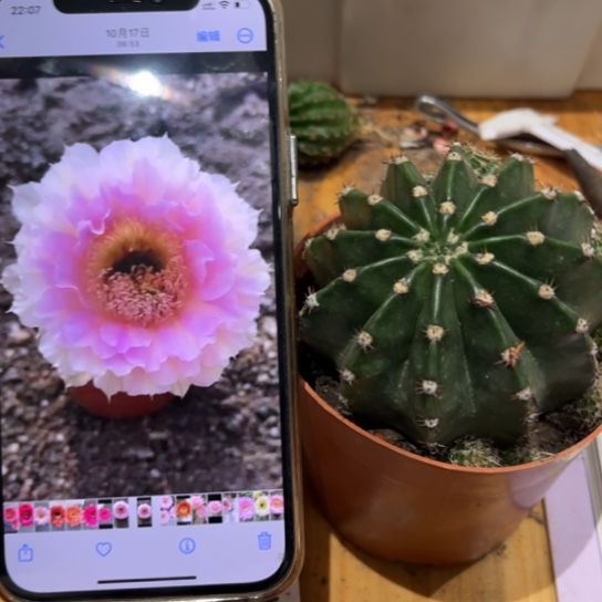 露露粉棠7公分左右