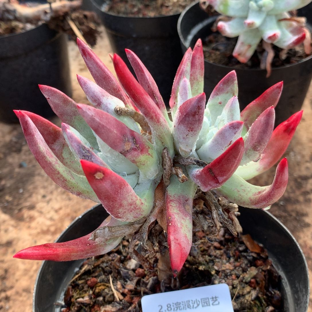 初霜048拍到凑单