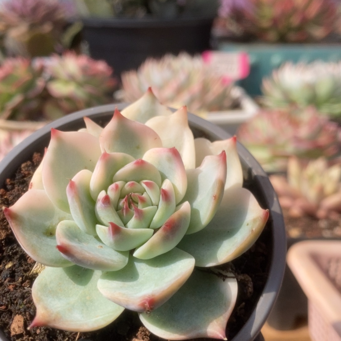 233锦锦锦锦锦锦