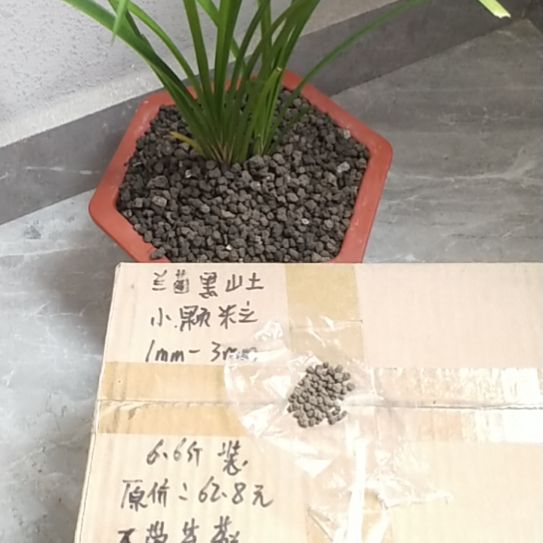 彼***岸兰菌黑山土小颗粒6.6斤