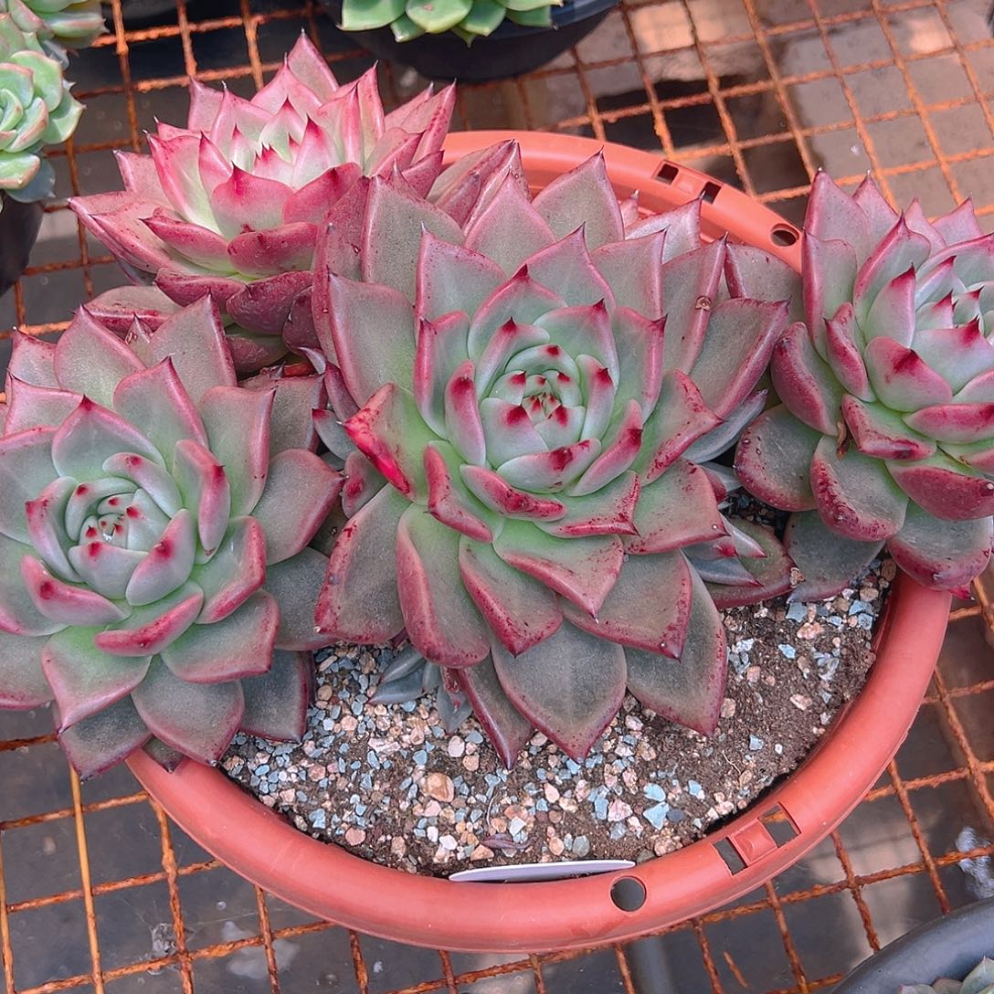 精品多肉钻石十月份发货