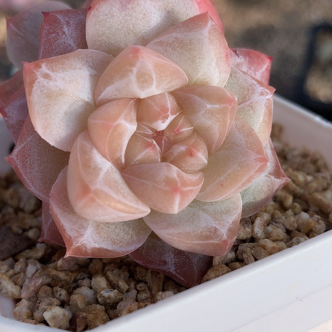 0123-11 粉钻双头