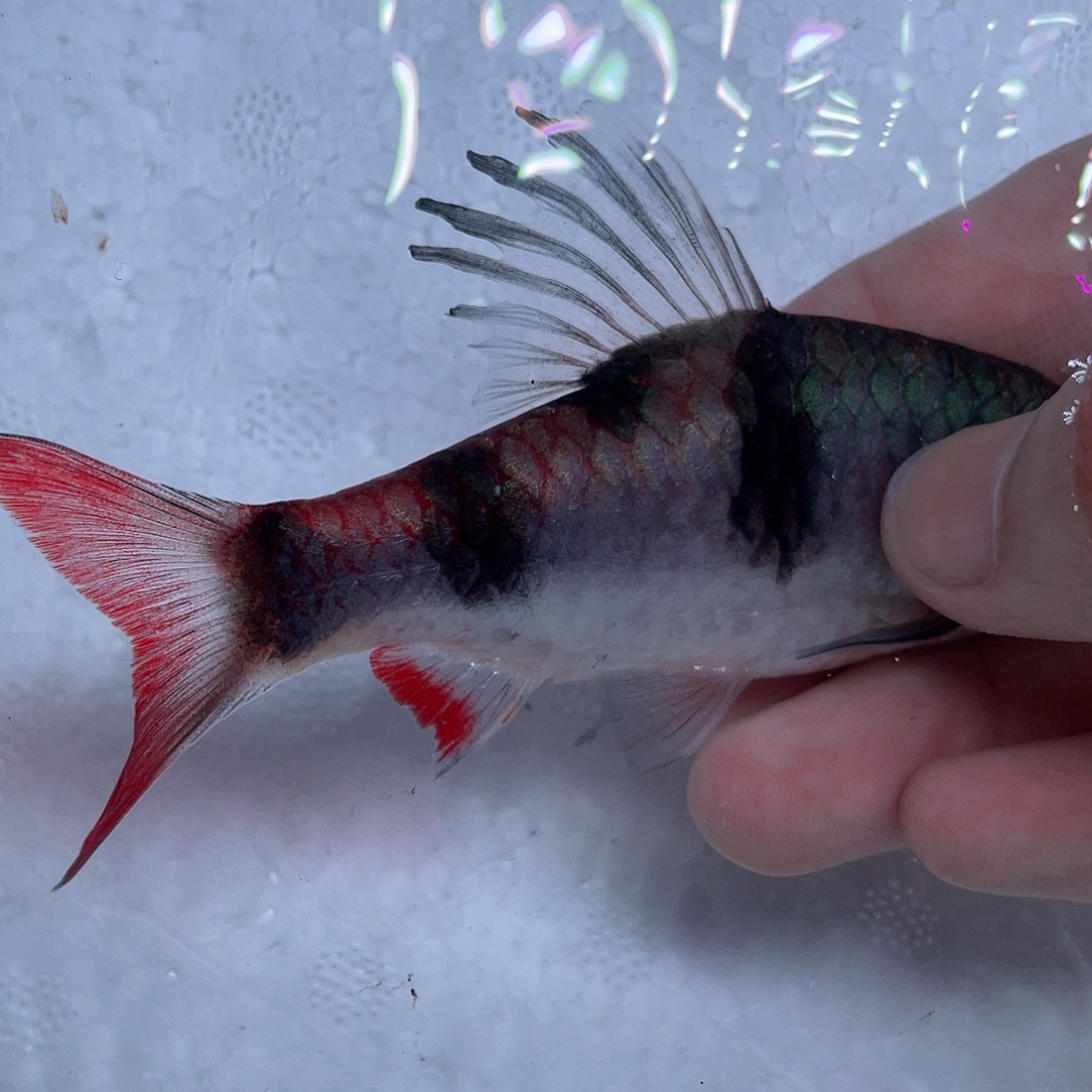 海水鱼红尾绿荧光鲫9cm+