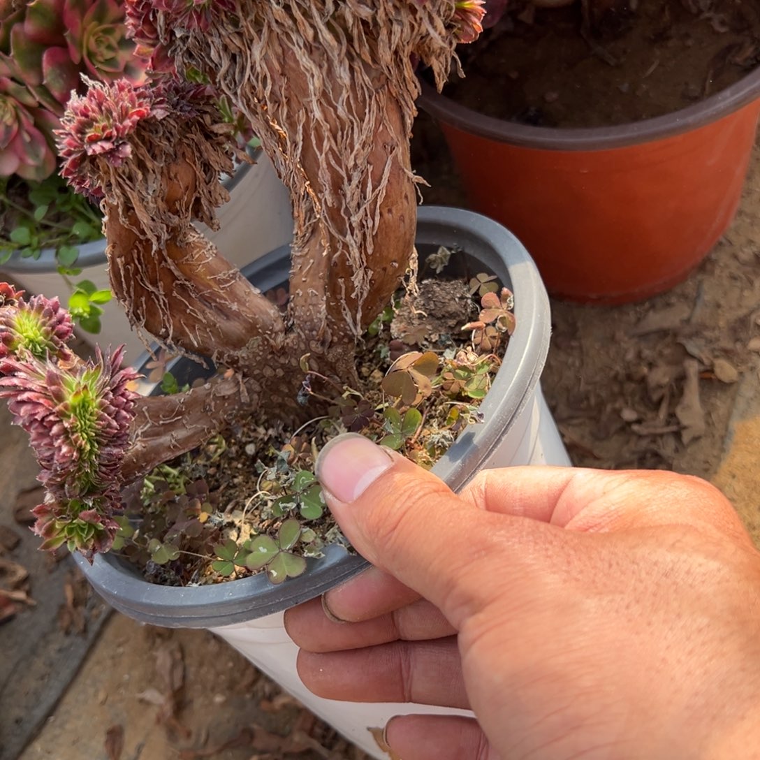 86金丝菊缀化多肉植物