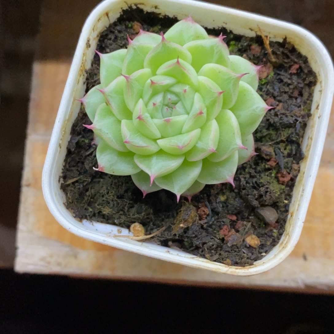 精品多肉一物一拍不包整277