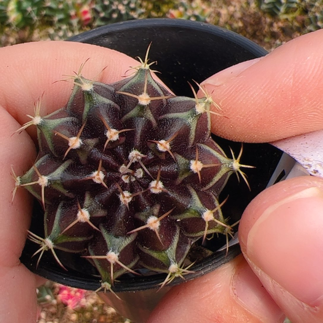 当前无花栽培后可以开花915
