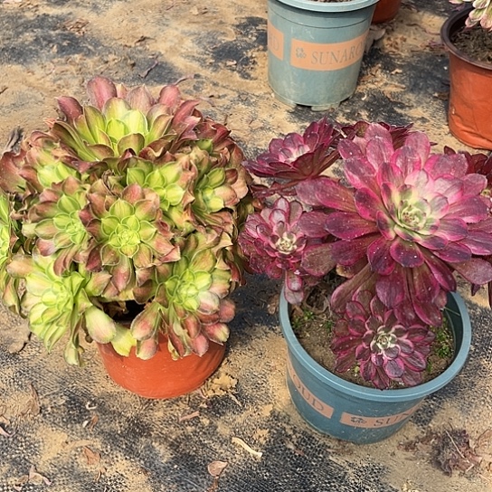 多肉植物组合两个56