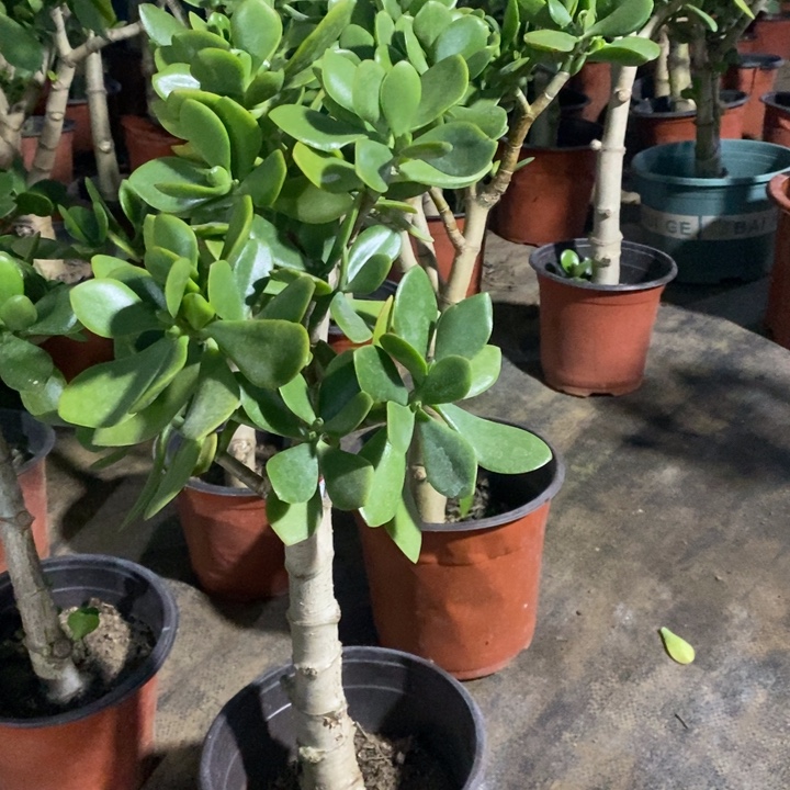 繁***锦原始老青玉一物一拍