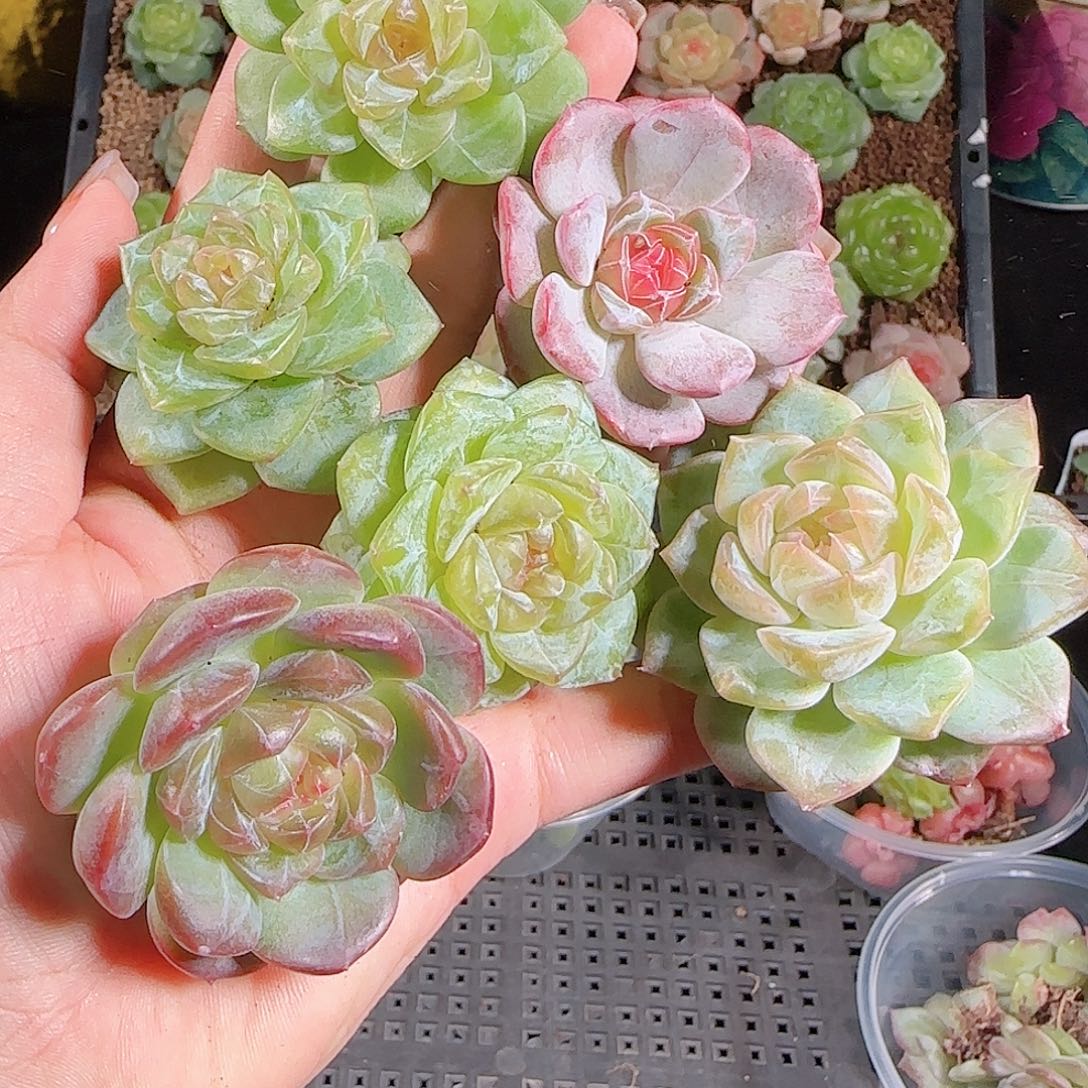 1028--454一物一拍