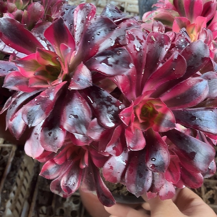 美杜莎18公分一颗脱土