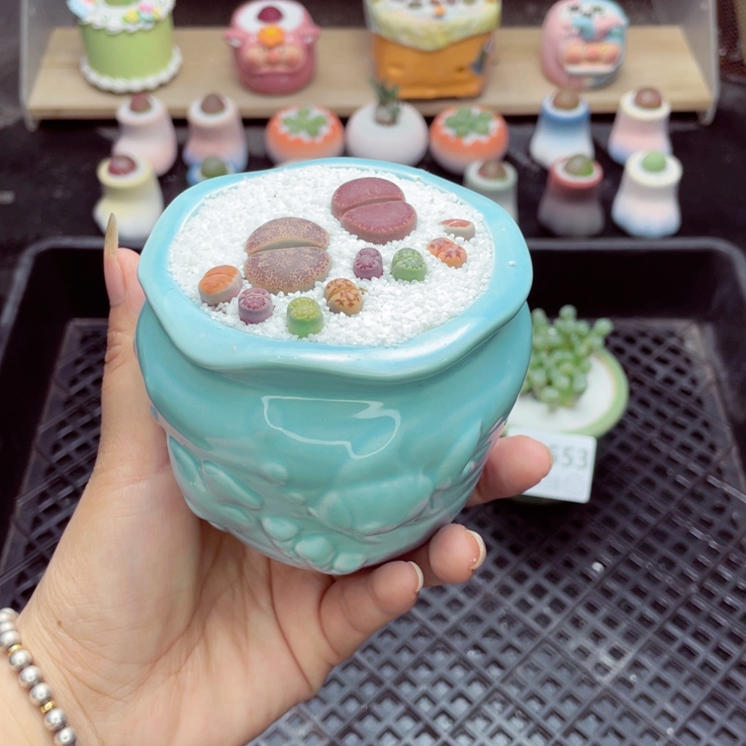 w2556盆微瑕 带盆土发货一物一拍