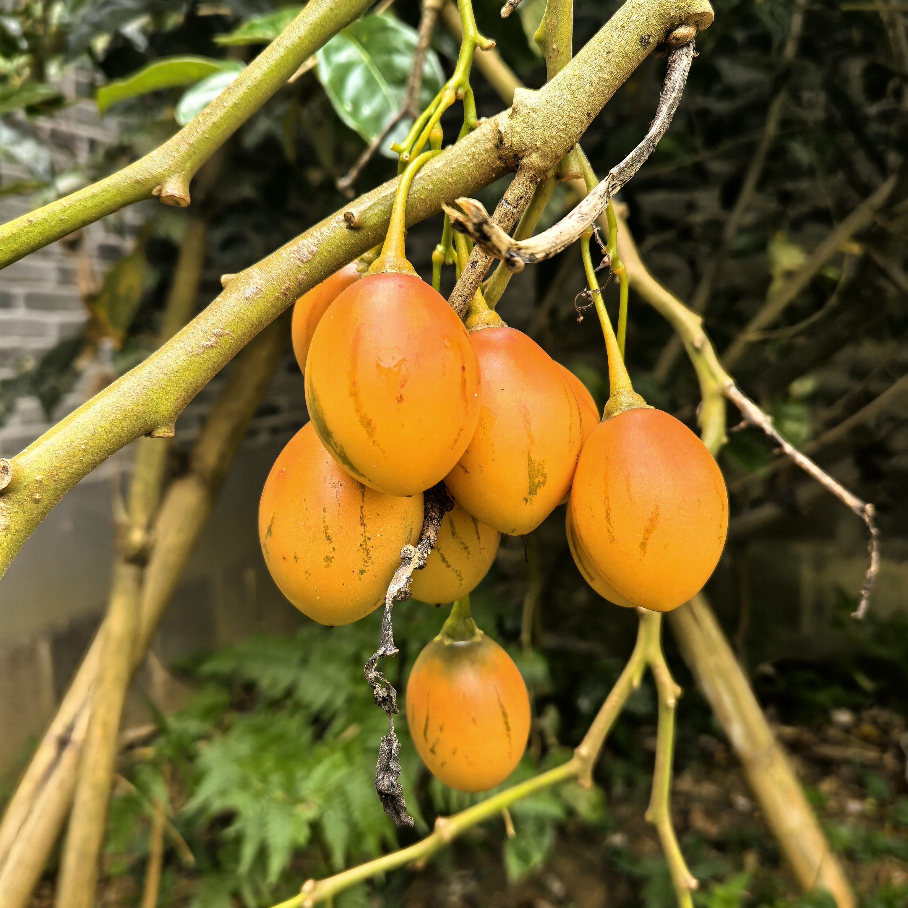 大树番茄云南大集现收 农家果蔬