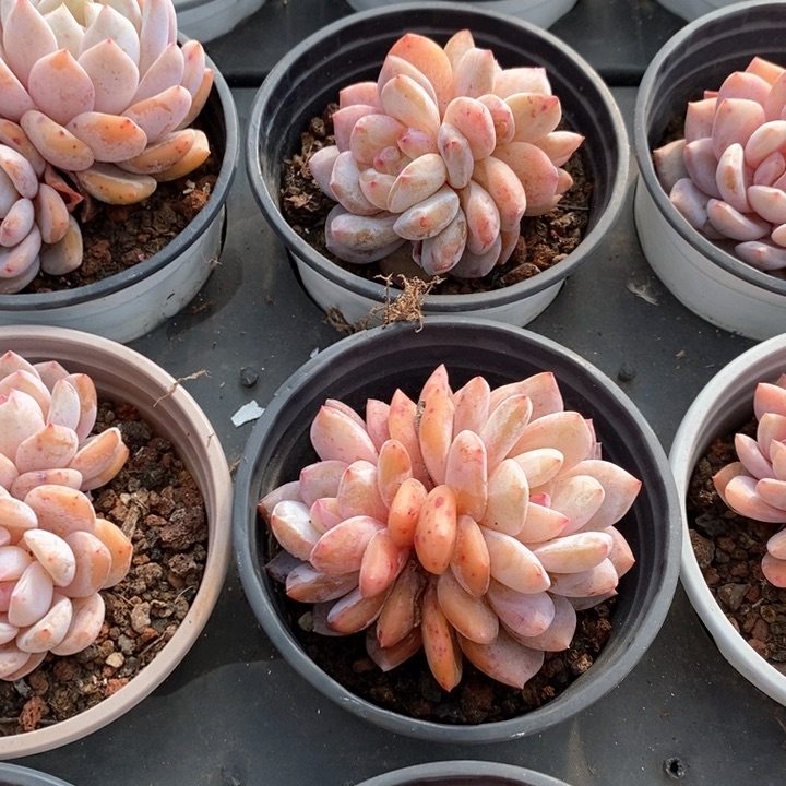 84。雪天使，双头。