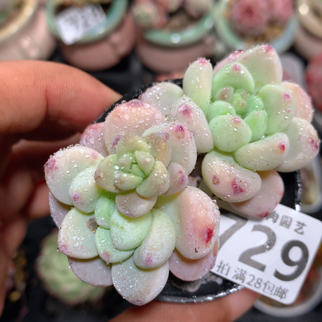 5CM拇指盆精控多肉ZD729