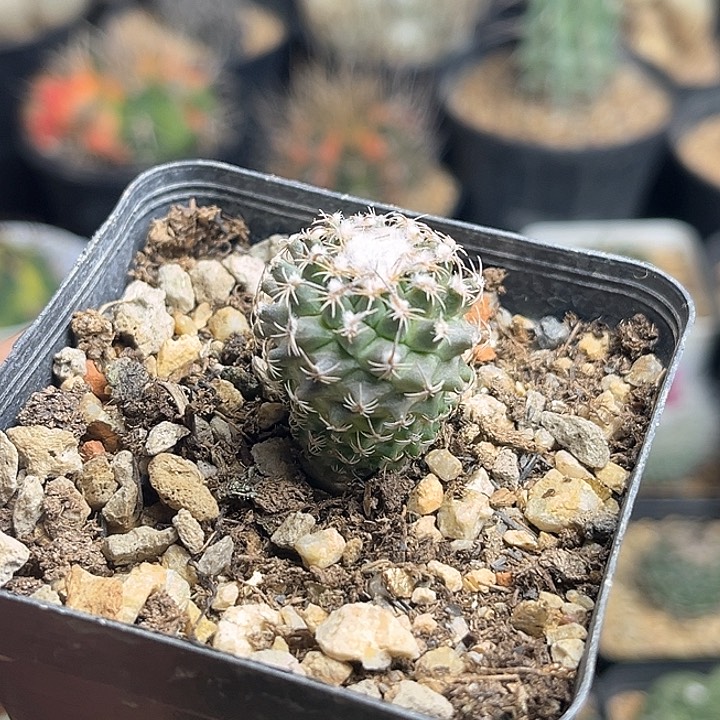 红花雪顶海胆一颗