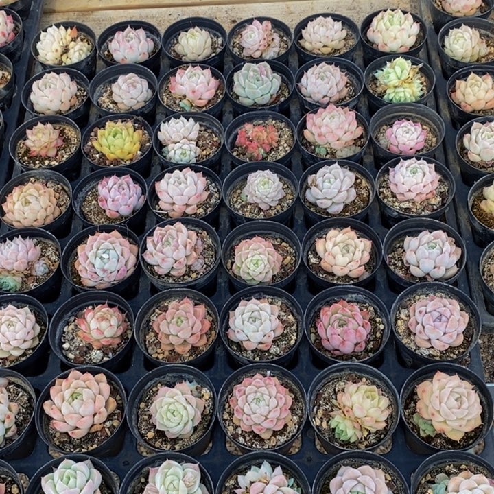 763多肉植物保护研究所所长