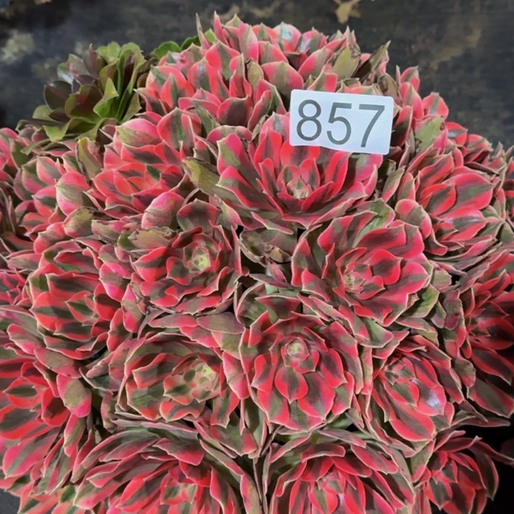 00000000857女妖多肉