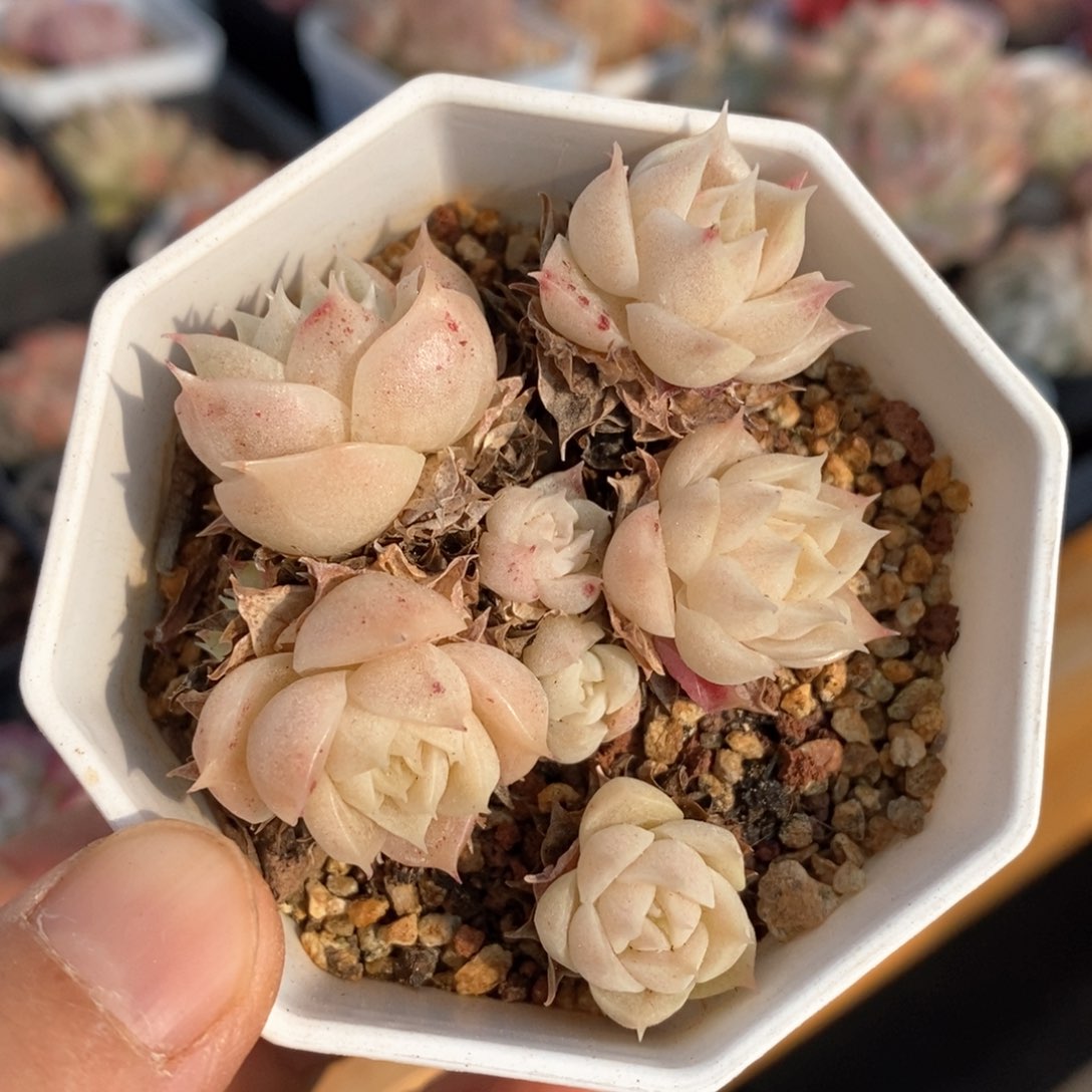 精品多肉一物一拍不包整339