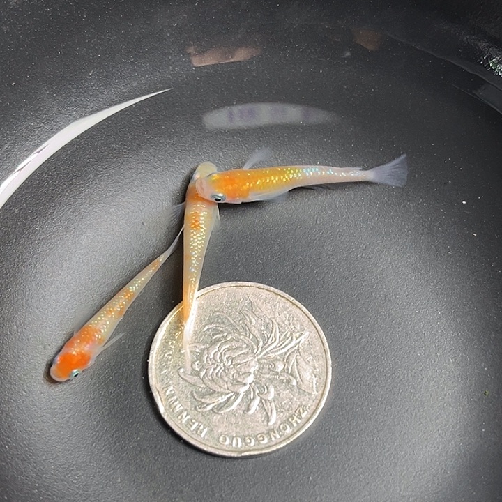 青鳉鱼上洲王华3条44号