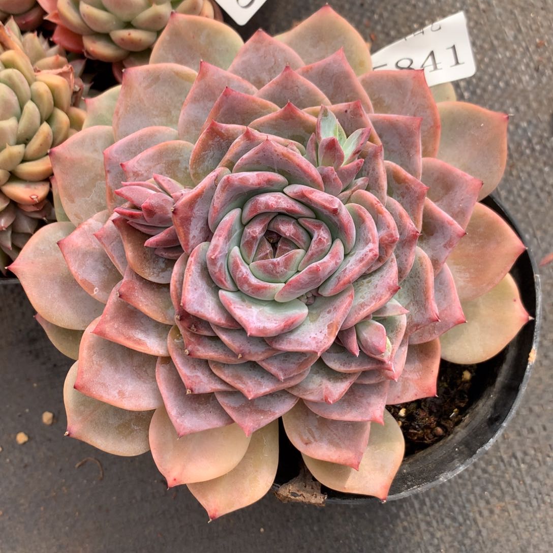 5841新年快乐发发发