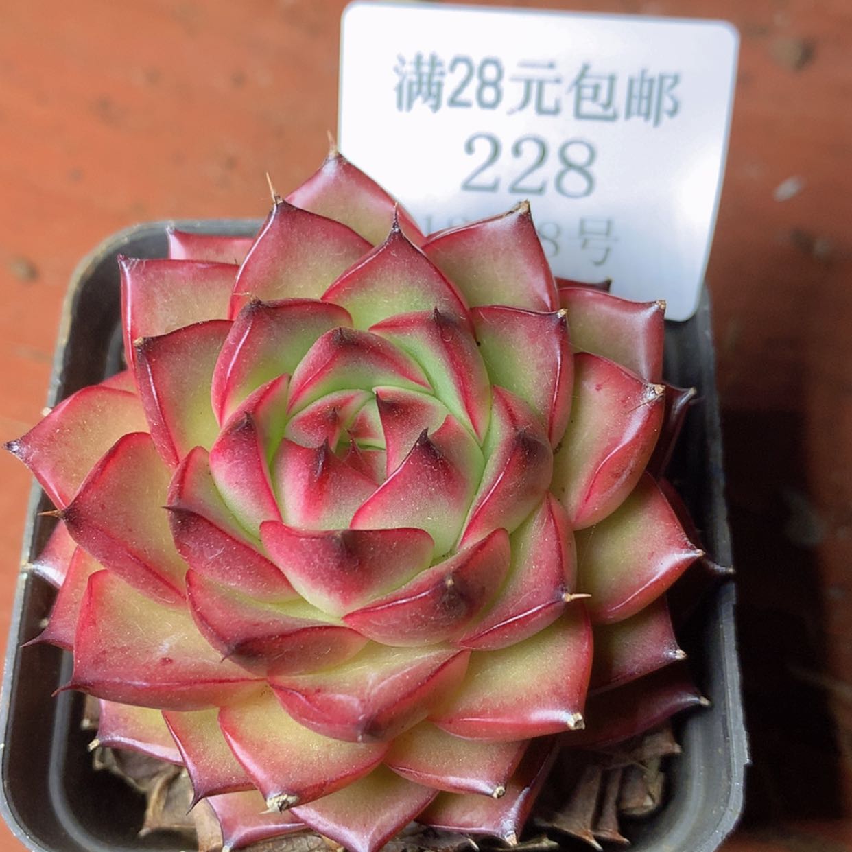 【闪购商品】云228号