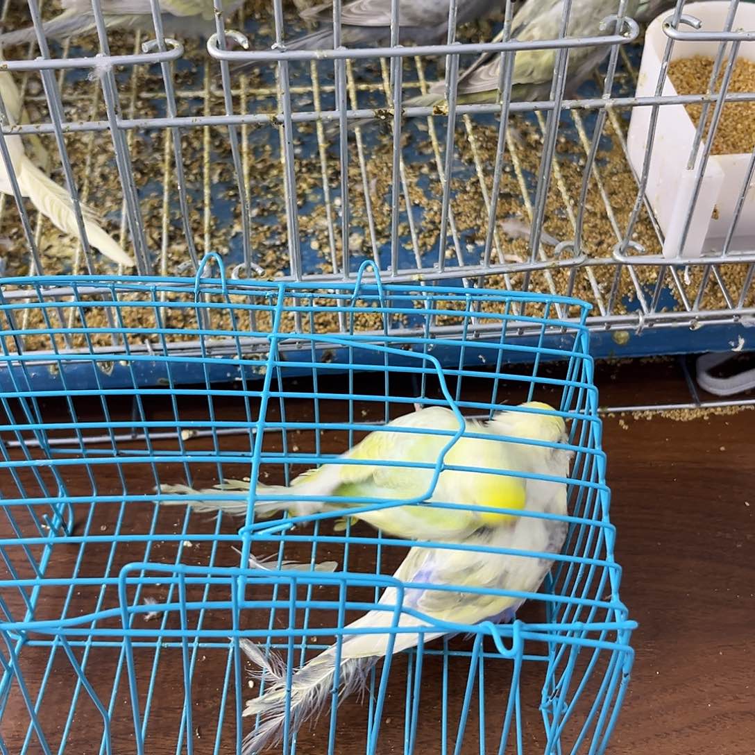 虎皮鹦鹉金彩鹦鹉
