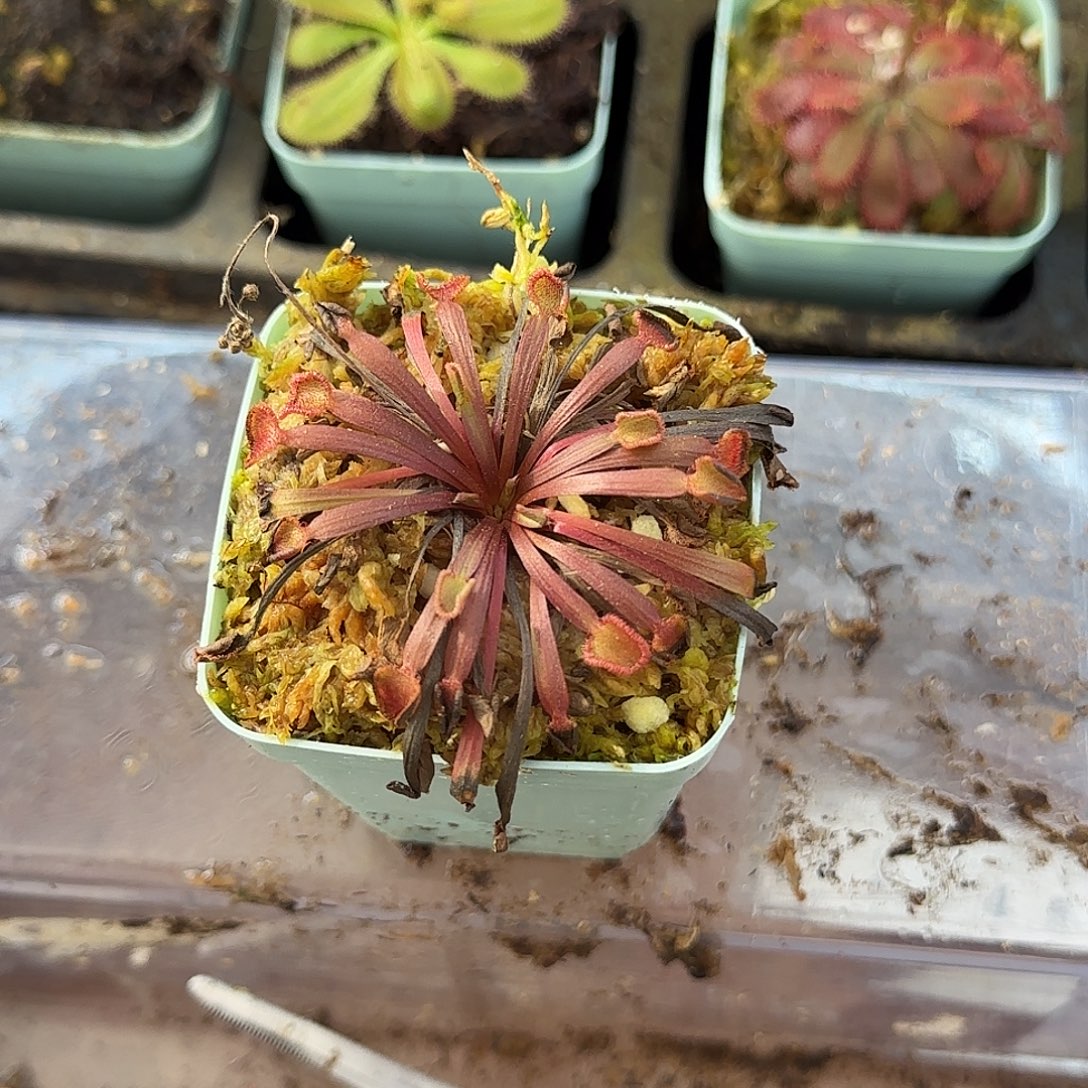 无花朵小肉饼茅膏菜