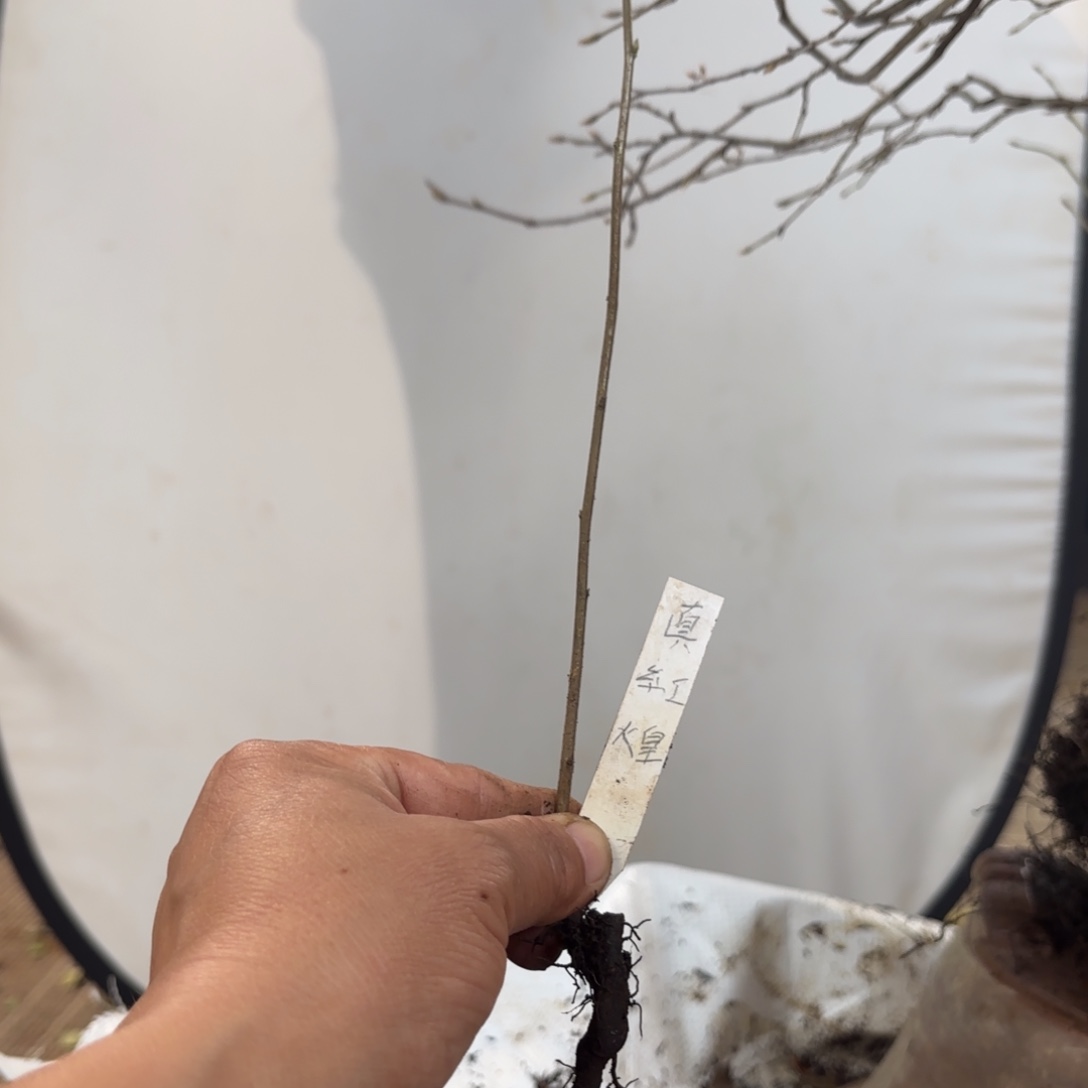 一****提真红煌，哈哈哈