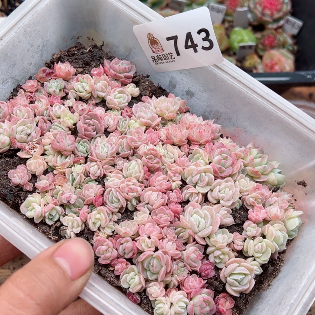 多肉植物多肉植物