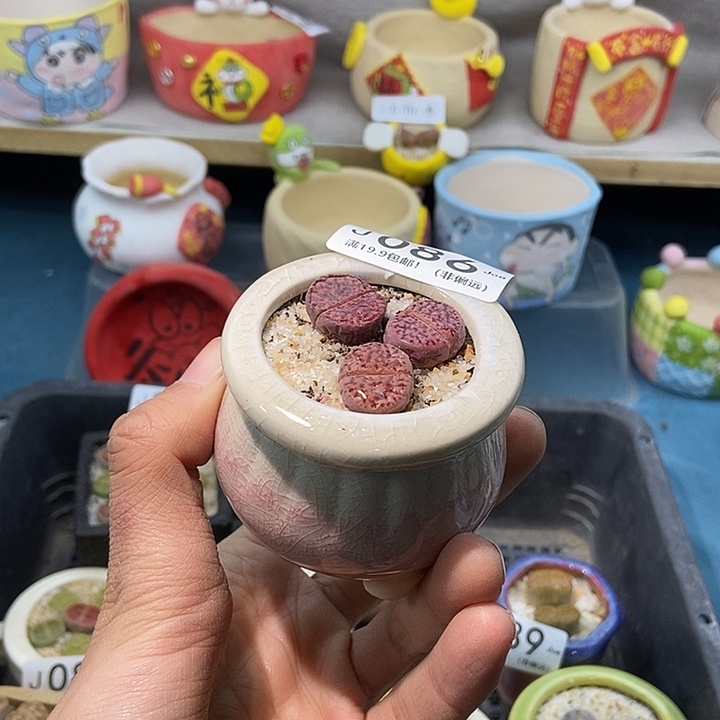 86大舅生石花肉锥